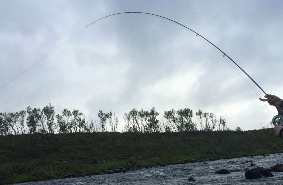 Omlegging av akvakultur og bekjempelse av pukkellaks er ifølge organisasjonen Norske Lakseelver viktig for å redde villaksen i norske elver.(Arkivfoto)