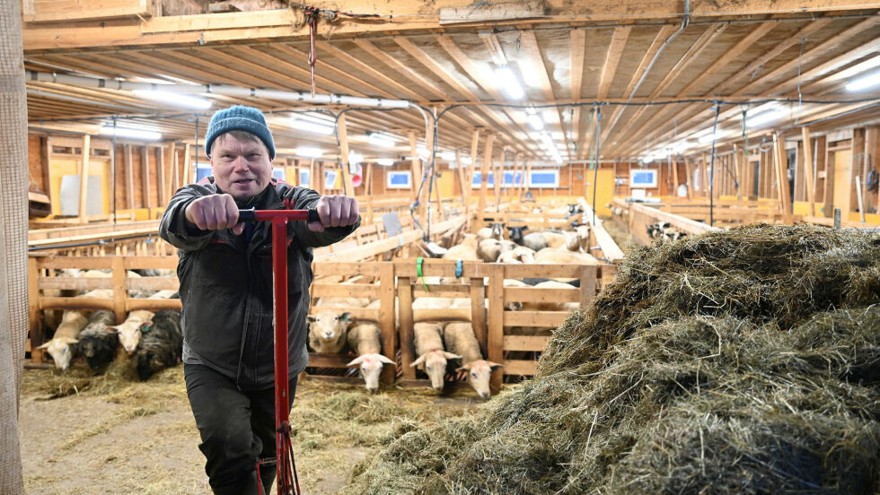 – Dette er den tryggeste plassen for sauene, sier sauebonde John Inge Henriksen i Indre Billefjord som er i ferd med å fôre sauene sine i fjøset.
 Foto: Irmelin Klemetzen