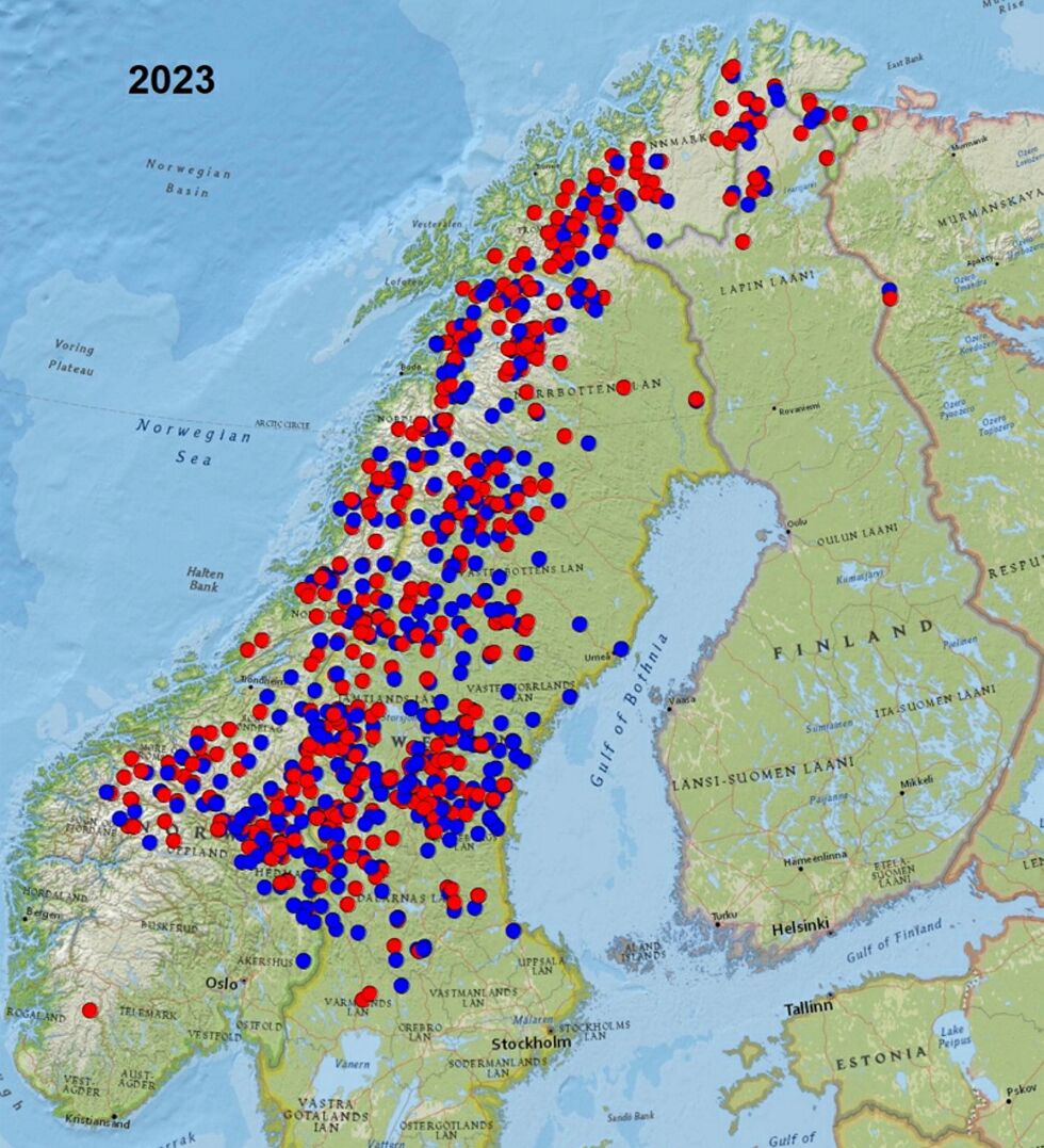 Rovdata viser på dette kartet de 836 jervene som ble påvist på DNA i Fennoskandia i overvåkingssesongen 2023. Hver jerv vises med et geografisk midtpunkt, røde punkter er tisper og blå punkter er hanner.
 Foto: Rovdata