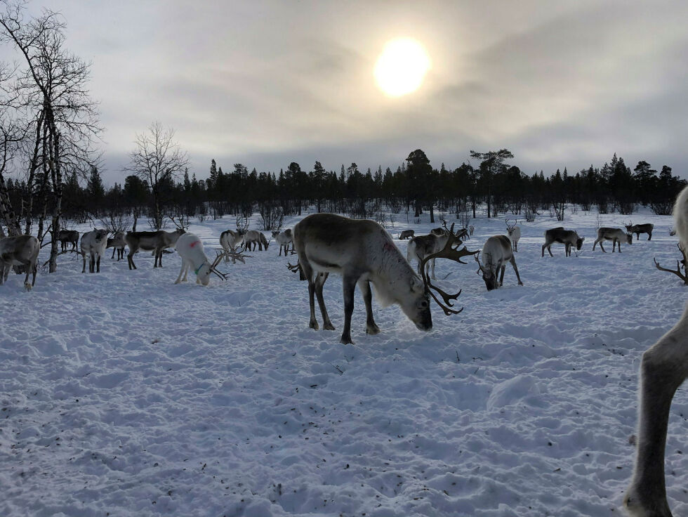 Selv om inntektene i reindriften er lave og arbeidsforholdene harde, er det flere grunner til at unge likevel velger å bli en del av næringen.
 Foto: Stein Torger Svala