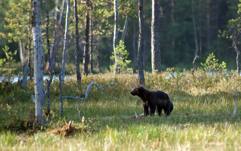 Jerven er et av rovdyrene som omfattes av dusørordningen.
 Foto: Irene Andersen