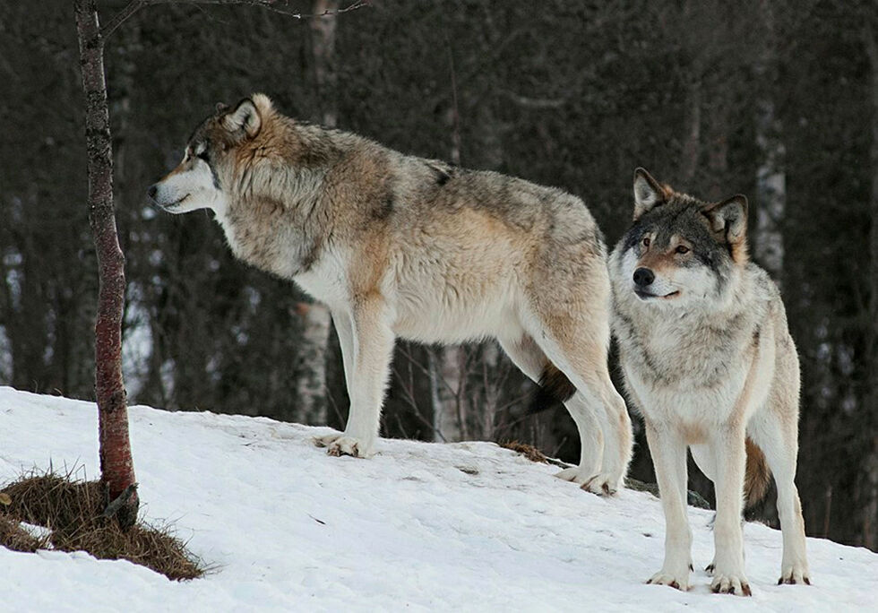 Ulven tok sist vinter rundt 30 rein i Øvre Pasvik, ifølge SNO. (Illustrasjonsfoto: Irene Andersen)