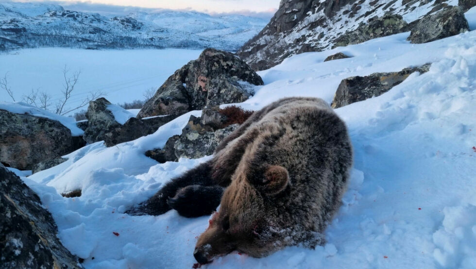 Bjørn og andre rovdyr skaper store utfordringer for de som driver beitenæring i Troms og Finnmark. Bildet viser en bjørn som ble skutt i Sør-Varanger sist vinter.
 Foto: SNO