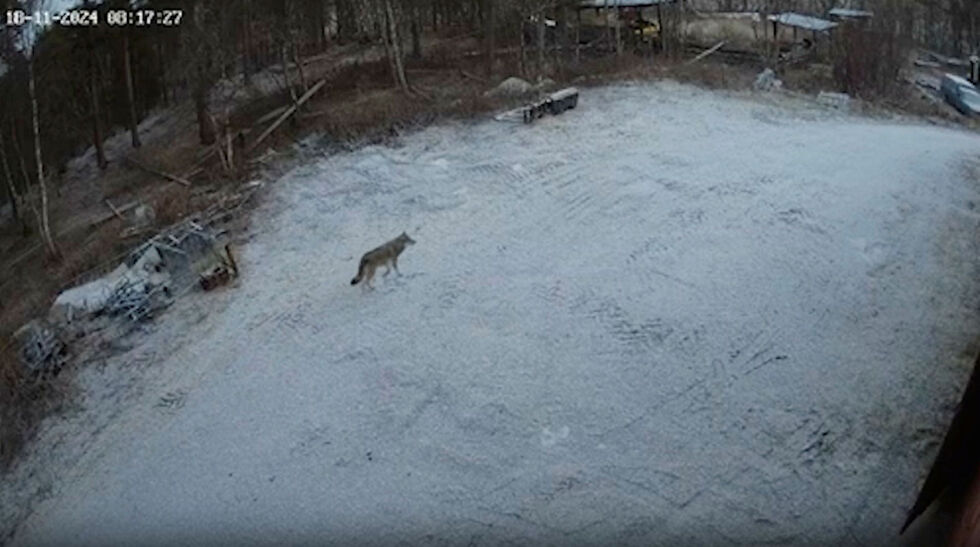 En ulv ble filmet av et overvåkingskamera i Pasvik i Finnmark 18. november i år. Skjermdump fra video.
 Foto: Skermdump av privat video