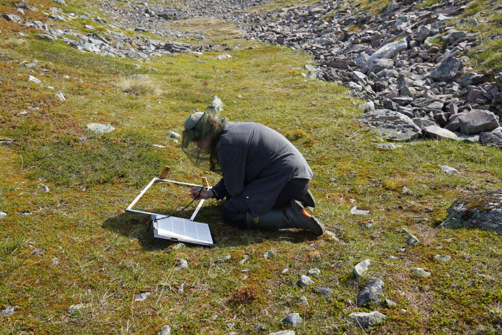 COAT-medarbeiderne registrerer alle planteartene til stede innenfor rammen som er lagt på bakken. Det er disse datainnsamlingene som dokumenterer fremgangen av dvergbusker i sneleiene på tundraen i Finnmark.
 Foto: Eeva Soininen, COAT