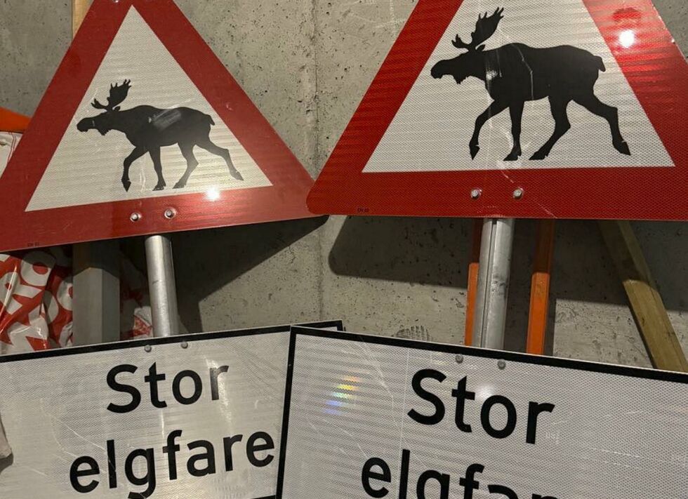 Det er igjen mye elg på strekningen mellom Varangerbotn og Brannsletta, og det vil nå bli satt ut ekstra varselskilt.
 Foto: Privat