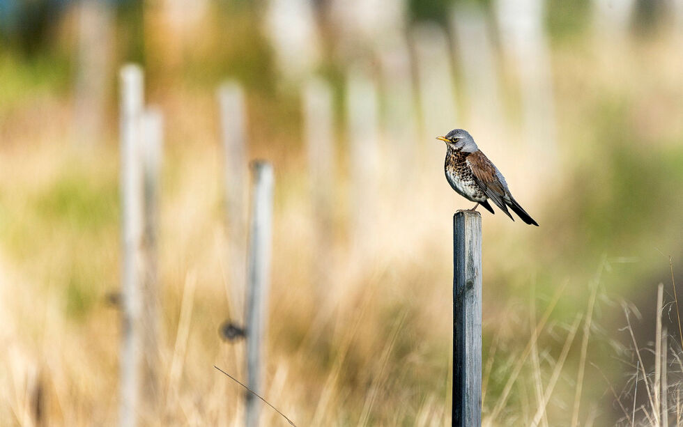 Færre insekter gir færre fugler. Denne trosten er fotografert i Pasvik juni 2024.
 Foto: Cecilie Bergan Stuedal