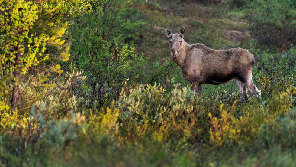 Årets elgjakt har startet bedre for elgjegerne enn hva som var tilfelle i 2023.
 Foto: Cecilie Bergan Stuedal