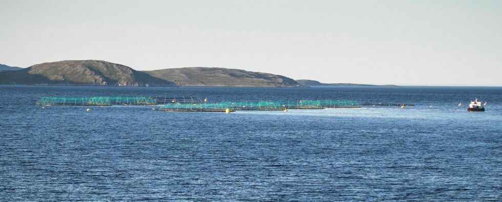 Fra lakseoppdrettsanlegget i Vedbotn ved Repvåg i Porsangerfjorden.
 Foto: Geir Johansen