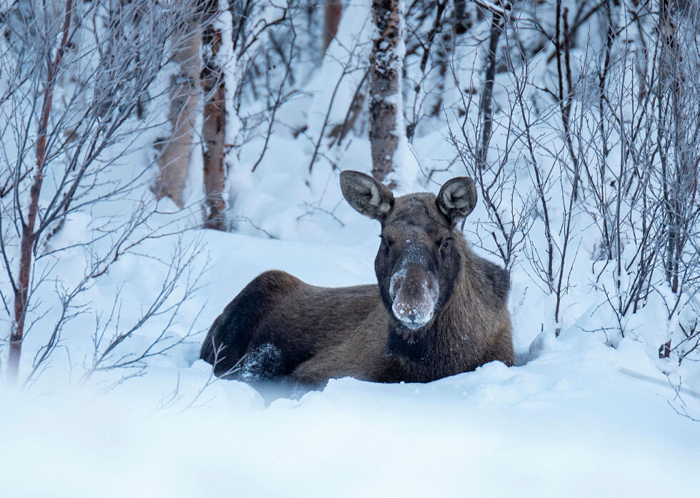 Illustrasjonsfoto. Ságat kjenner ikke til at det tidligere er observert elg i Kirkenes sentrum, men en elgku og to kalver har oppholdt seg  i Langøra i området ved Prestevannet tidligere i høst.
 Foto: Irene Andersen