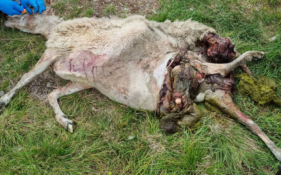 Slagbjørnen herjer i saueflokkene i samebygda Sirbmá i Tana.
 Foto: Statens naturoppsyn