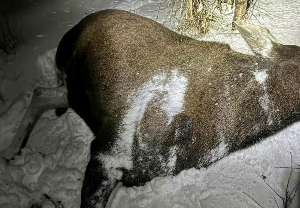 Elgkua måtte avlives etter å ha fått store skader under sammenstøtet med traileren.
 Foto: Privat