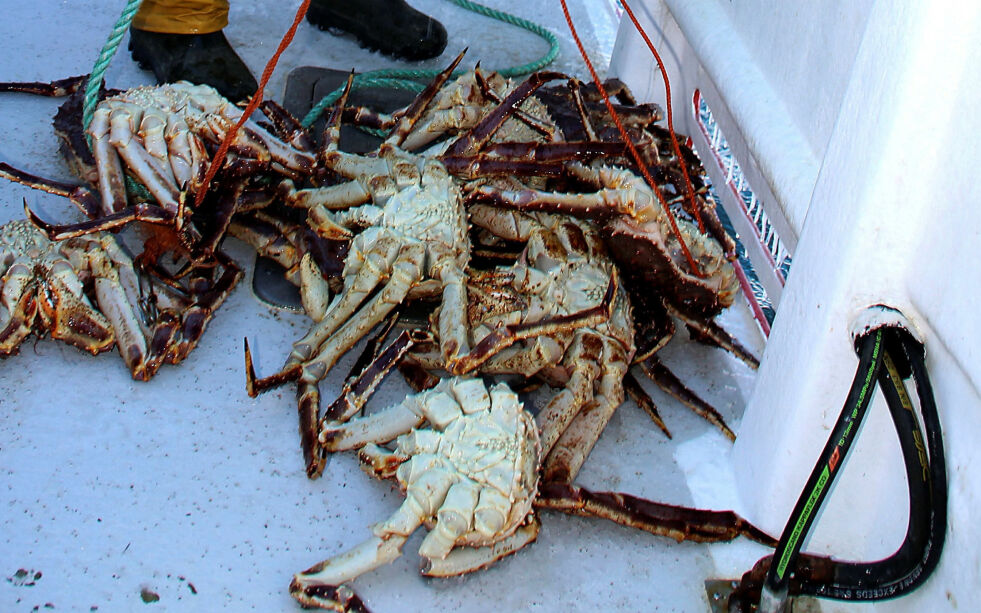 Fiskeren hadde 152 kilo kongekrabbe i teina som lå i havna.