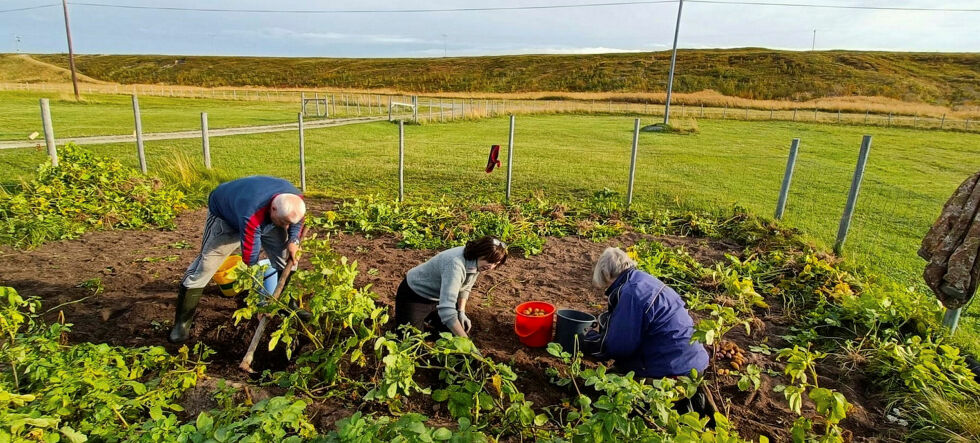 Mor Anna, sønn Jan Arild og datter/søster Inger Lise Persen i arbeid.
 Foto: Hanne Klemetsen