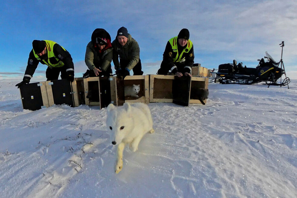 Denne hvite fjellreven tjuvstarter på de andre valpene som ble satt ut på Hardangervidda fra avlsstasjonen. I bakgrunnen fra venstre Olaf Bratland fra Statens naturoppsyn (SNO), NINA-forskerne Kristine Ulvund og Craig Jackson og Tore Larsson fra SNO.
 Foto: Avlsprogrammet / NINA