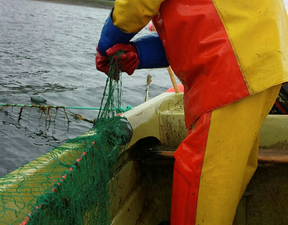 På bakgrunn av den lave bestanden av laks i Tanavassdraget, har viten­ska­pe­lig råd for lakse­for­valt­ning anbefalt full stopp i sjølaksefiske i Finnmark.
 Foto: Torbjørn Ittelin