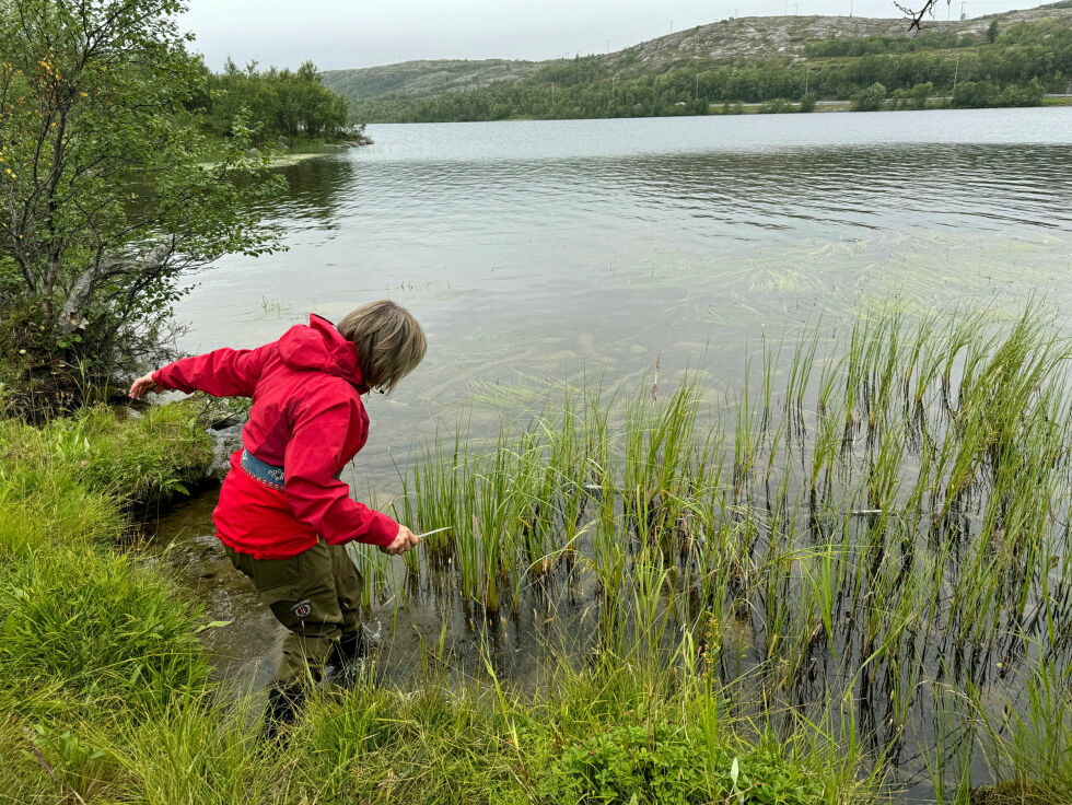 Det gjelder å finne et sted som er tettpakket med sennegress, for det trengs mye.
 Foto: Birgitte Wisur Olsen