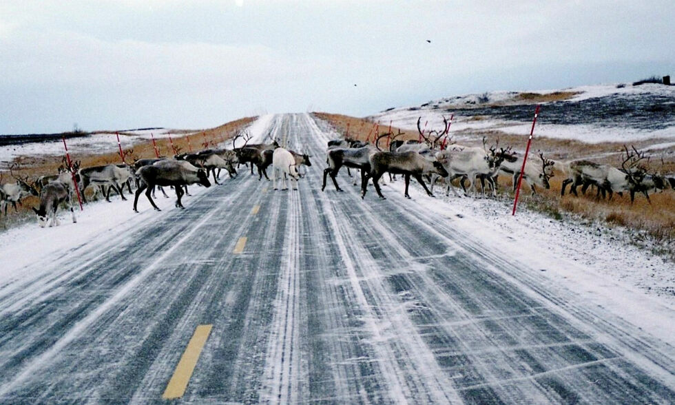NAF har på bakgrunn av tall fra Statens vegvesen regnet seg frem til at forfallet på fylkesveiene i Finnmark er på rundt 3,3 milliarder kroner og skredsikring av fylkesveiene vil koste 4,8 milliarder kroner i tillegg.
 Foto: Odd Mathis Hætta