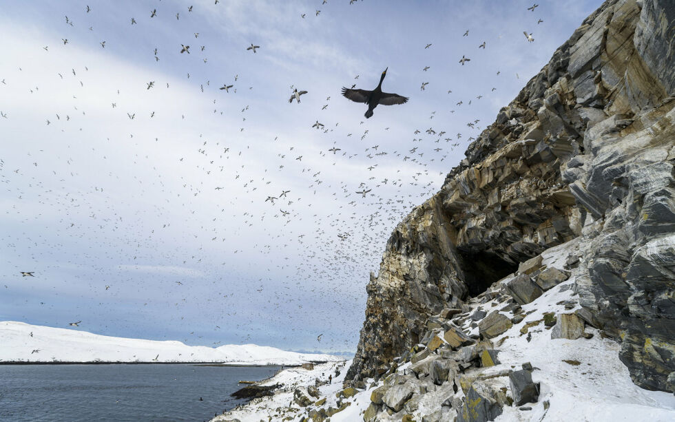 Horn­øya ved Vardø er blitt et ver­dens­kjent rei­se­mål for fug­le­in­ter­es­serte og foto­gra­fer.
 Foto: Cecilie Bergan Stuedal