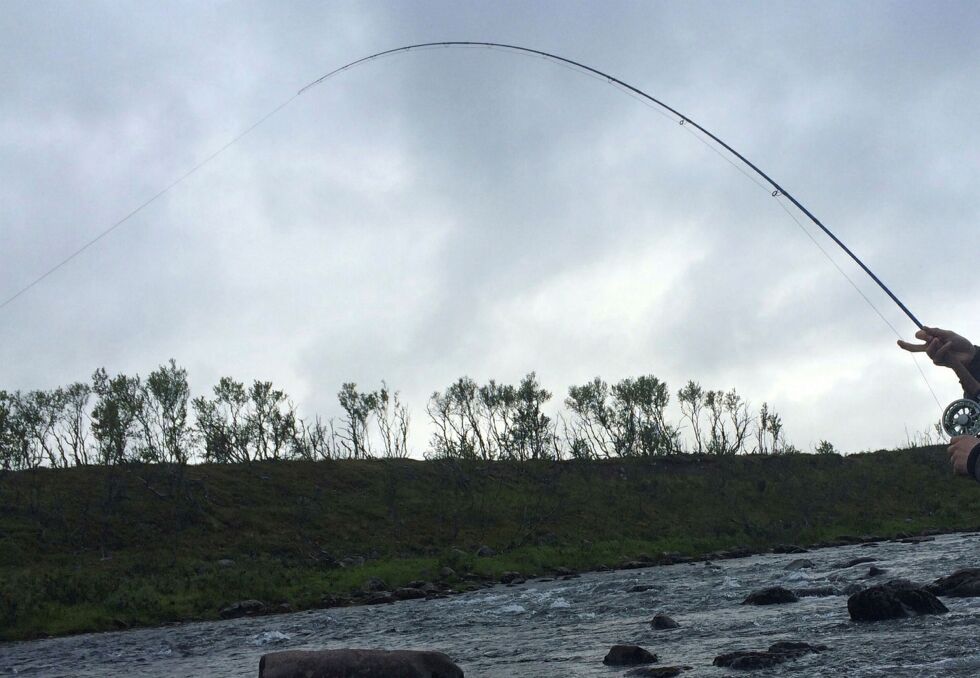 Fra neste år skal Miljødirek­to­ra­tet legge opp til en mer for­sik­tig start på lak­se­fisk­et, der det heller kan åpnes for mer fiske sen­ere dersom det kommer nok laks til elv­ene.
 Foto: Arkivfoto