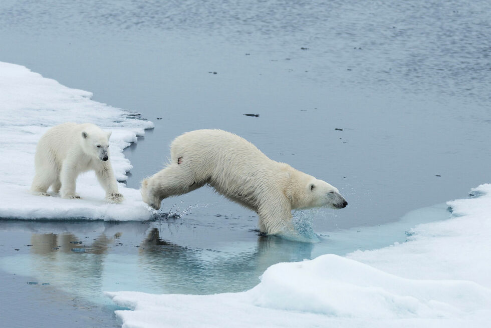 Isbjørnen (ursus maritimus) er det eneste arktiske landpattedyret som dykker i vann for å jakte. Til tross for at de lever i ekstrem kulde og har et tykt lag med spekk og pels for å holde seg varme, er pelsen deres vanligvis fri for is.
 Foto: Colorbox