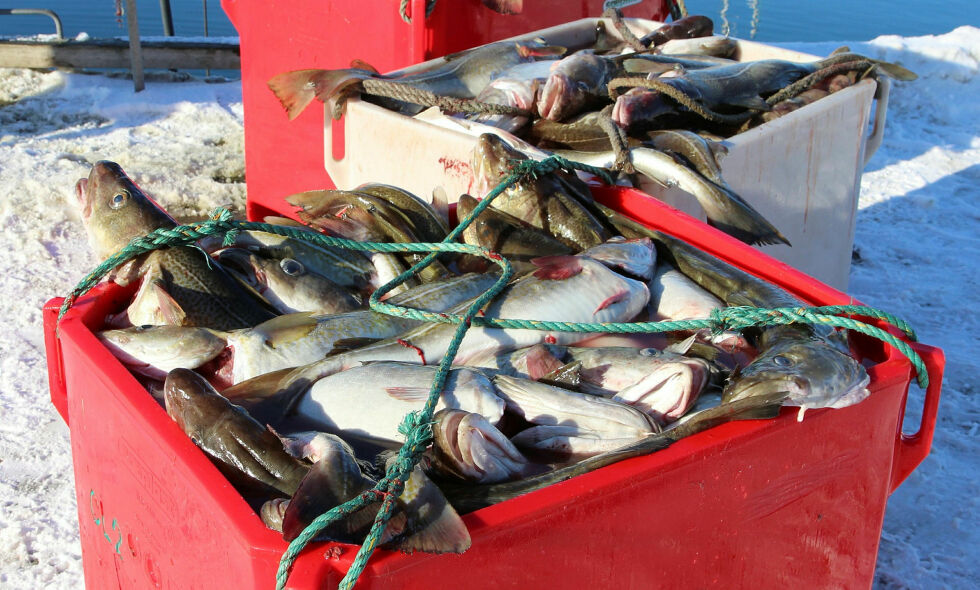 Un­der kart­legg­ings­fisk­et i 2023 var fangsten av torsk rundt Jan Mayen mye lav­ere enn de fore­gå­en­de år­ene.
Foto: Torbjørn Ittelin
 Foto: Torbjørn Ittelin