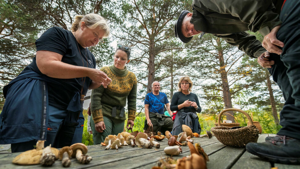 Soppene som deltakerne hadde sanket i skogen undersøkes en etter en og man prøver å finne ut hvilken type det er.
 Foto: Cecilie Bergan Stuedal