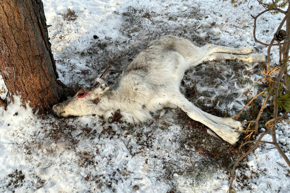 De hyppigste predatorene i kategoriene dokumenterte og påviste tap av rein i årene 1991-2020 er jerv, gaupe og kongeørn. De fleste dyrene blir tatt på vinteren.
 Foto: Arkivfoto: Marius Thorsen