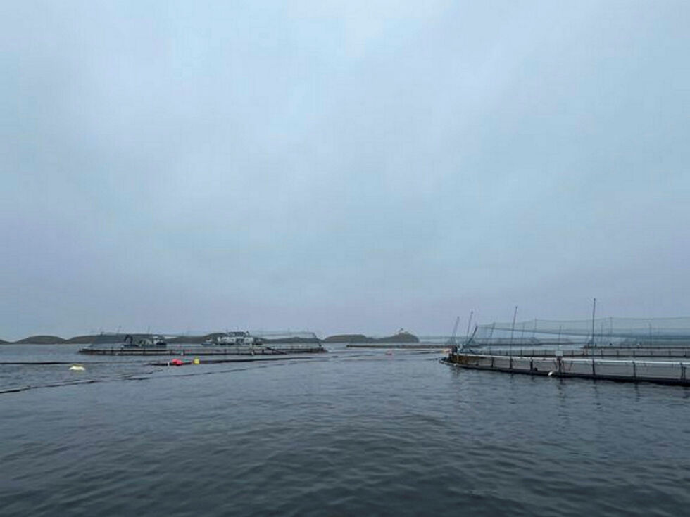 Mat­til­syn­et sier det er stort sprik i hvor godt selskapene for­står regel­ver­ket.
 Foto: Illustrasjonsfoto Mattilsynet