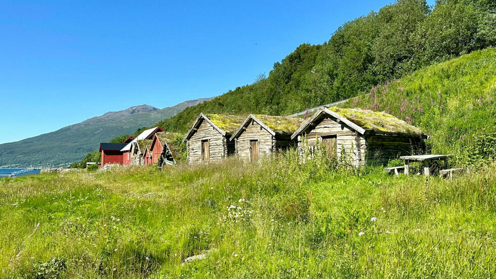 Området med de eldste fjærabuene i Birtavarre.
 Foto: Jan Olsen