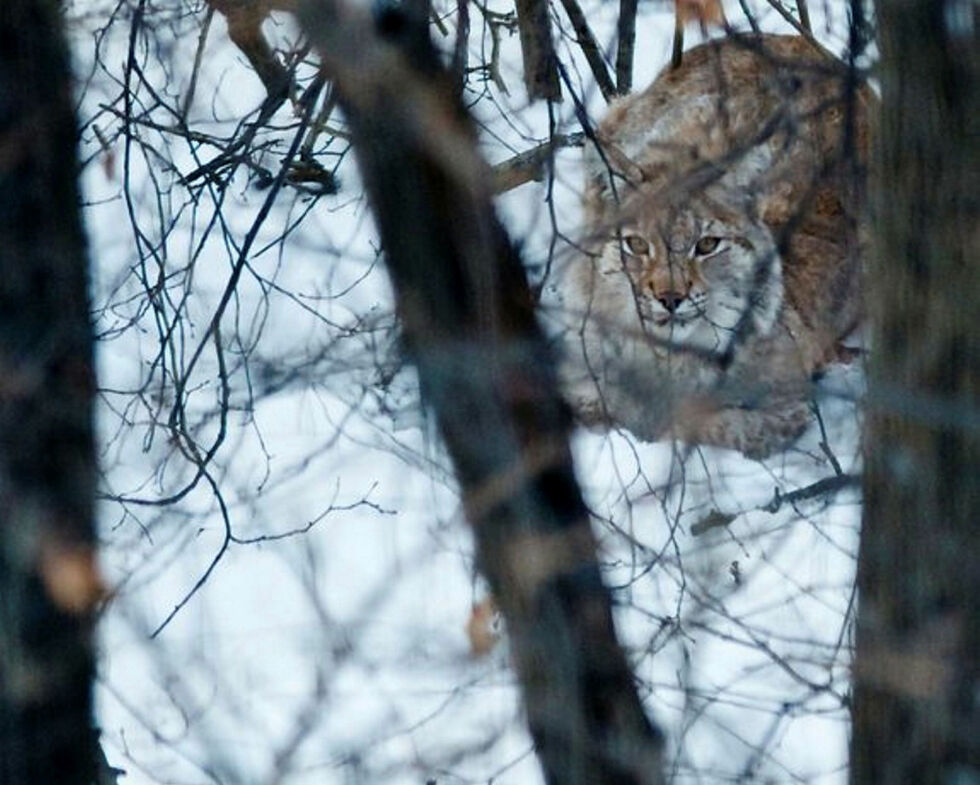 Andelen skadeskytinger øker med avstanden mellom skytter og dyret når skuddet løsnes, viser Miljødirektoratets gjennomgang av kontroller.
 Foto: Bård Bredesen/Naturarkivet