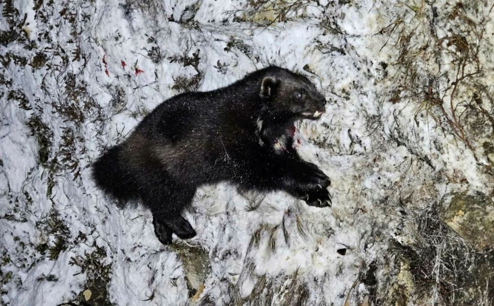 Jerven som ble skutt under lisensjakt ble tatt i det som kalles A-område.
 Foto: Privat