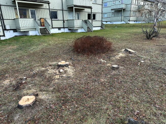 75 år gamle trær ble kappet ned