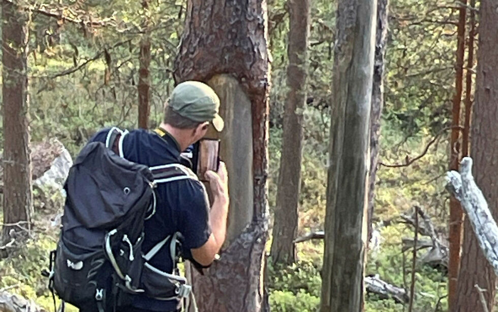 Blankvassåsen i Pasvik og viser et automatisk fredet skoltesamisk kulturminne med barkuttak på furustammen.
 Foto: Privat