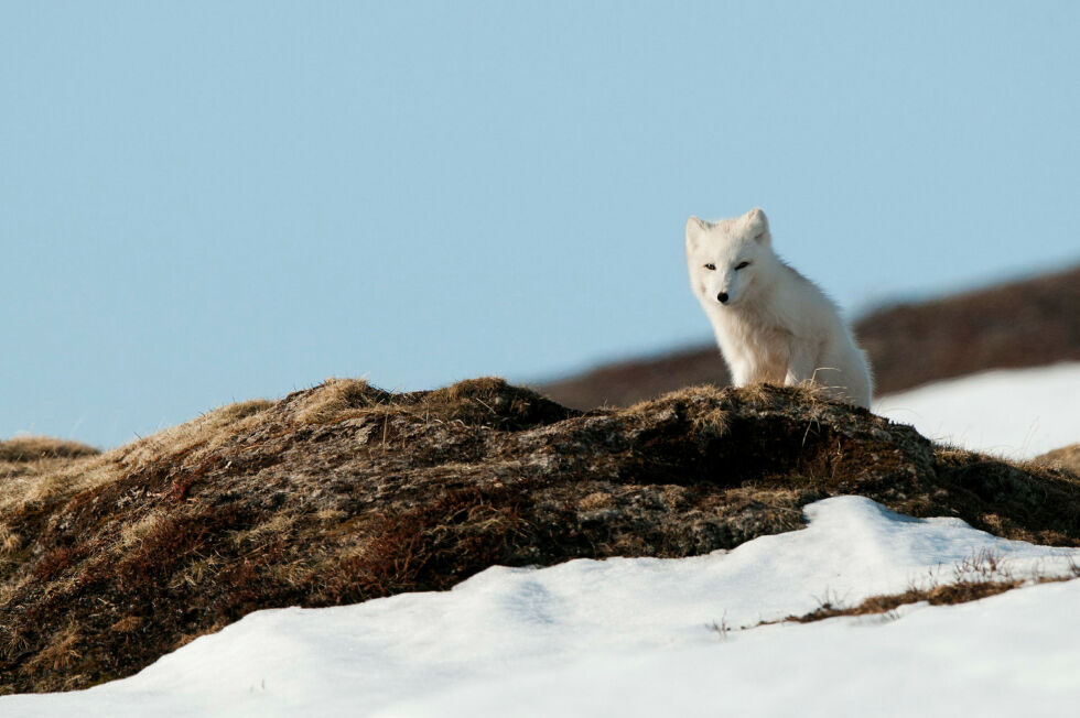 Fjellrev er på størrelsen med en katt og blir i gjennomsnitt 7–8 år. Før var den vanlig i fjellheimen flere steder i Norge. I dag lever den i små, relativt isolerte delbestander i fjellet.
 Foto: Miljødirektoratet