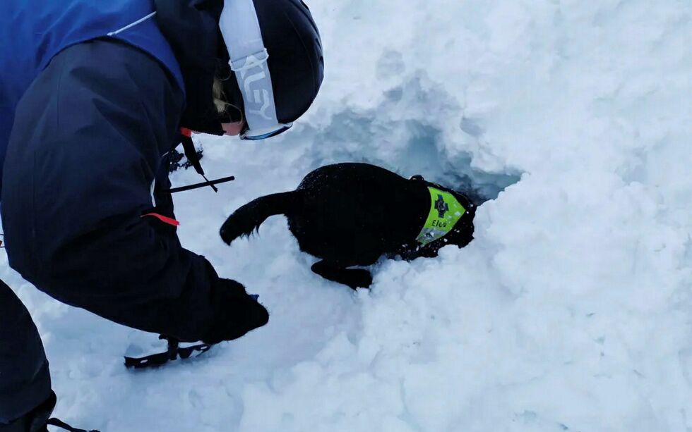 For å kunne gi hundene så realistisk trening som mulig, graves det blant annet snehuler hvor frivillige graves inne.
 Foto: Norske Redningshunder