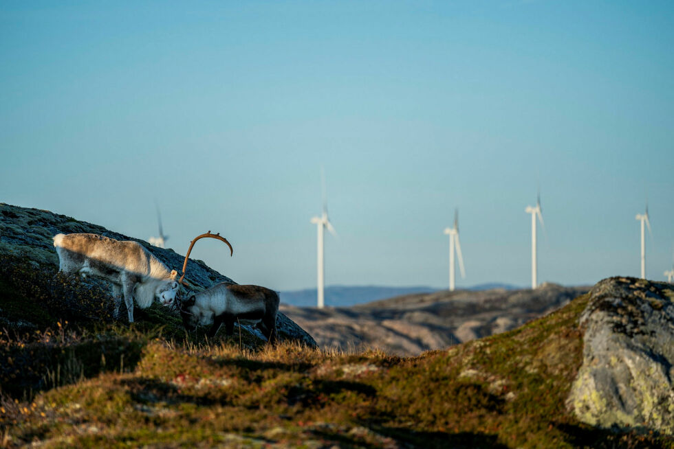 Til tross dommen fra Høyesterett om at det foregår menneskerettighetsbrudd på norsk jord, står vindmøllene enda i full drift. Og flere skal det bli. Syv av ti anlegg er utenlandskeide, viser en oversikt laget av Europower.
 Foto: Fosen Vind