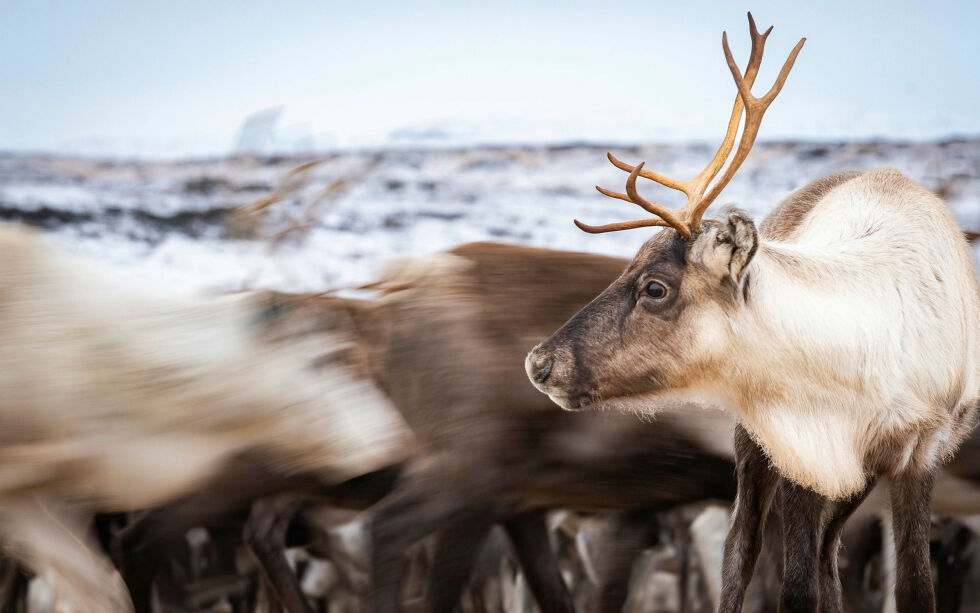 En oversikt viser at det nå er 264 saker til behandling hos Statsforvalteren i Troms og Finnmark. Sivilombudet er bekymret for den lange saksbehandlingstiden og mener at det utgjør en stor belastning for reindriftsutøvere, barn og familier.
 Foto: Cecilie Bergan Stuedal