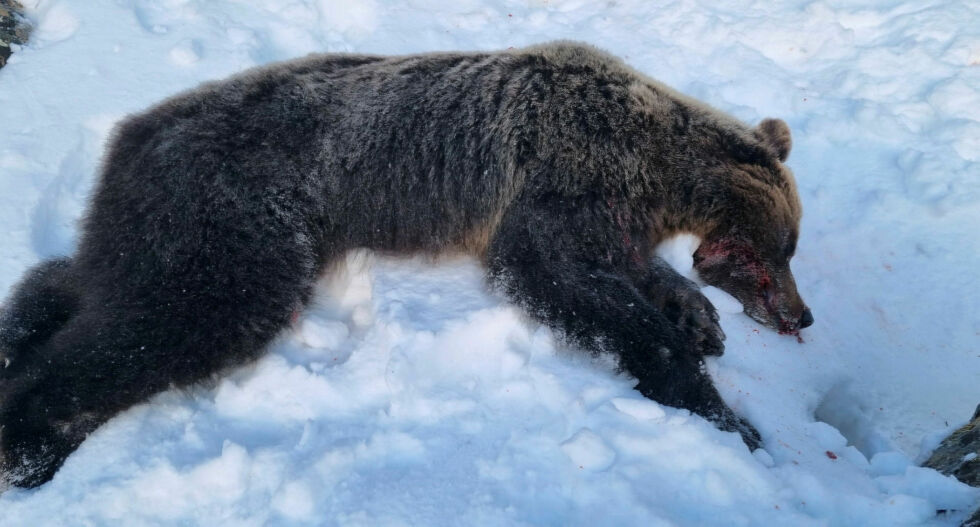 Denne slagbjørnen ble skutt i Jarfjord i Sør-Varanger 9. mai.
 Foto: SNO