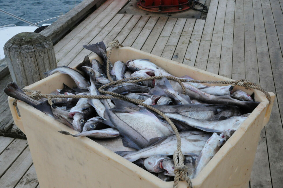 Gjenåpning av hysefisket for den største flåten er ventet å gi økt aktivitet også for fiskeindustrien på land.
 Foto: Hallgeir Henriksen