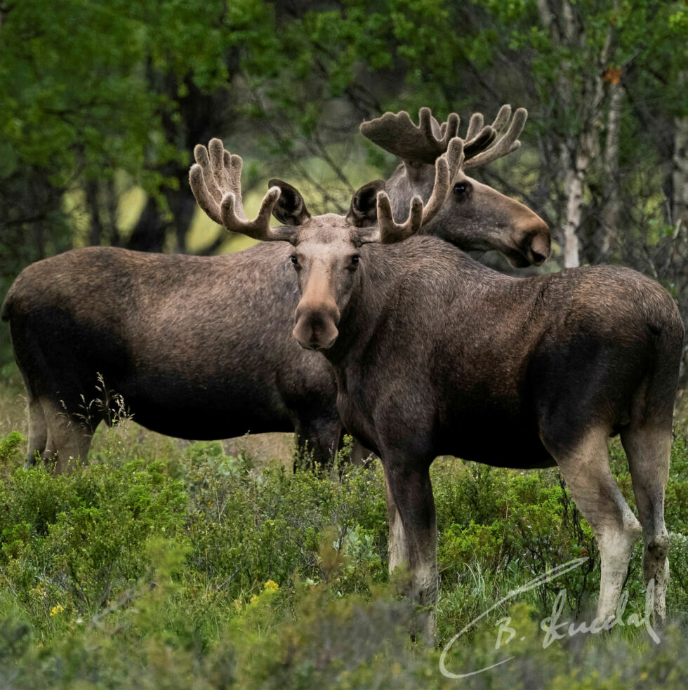 Ifølge FeFos elgbørs har jegerne i Tana skutt mest elg med 161 registrerte dyr.
 Foto: Cecilie Bergan Stuedal