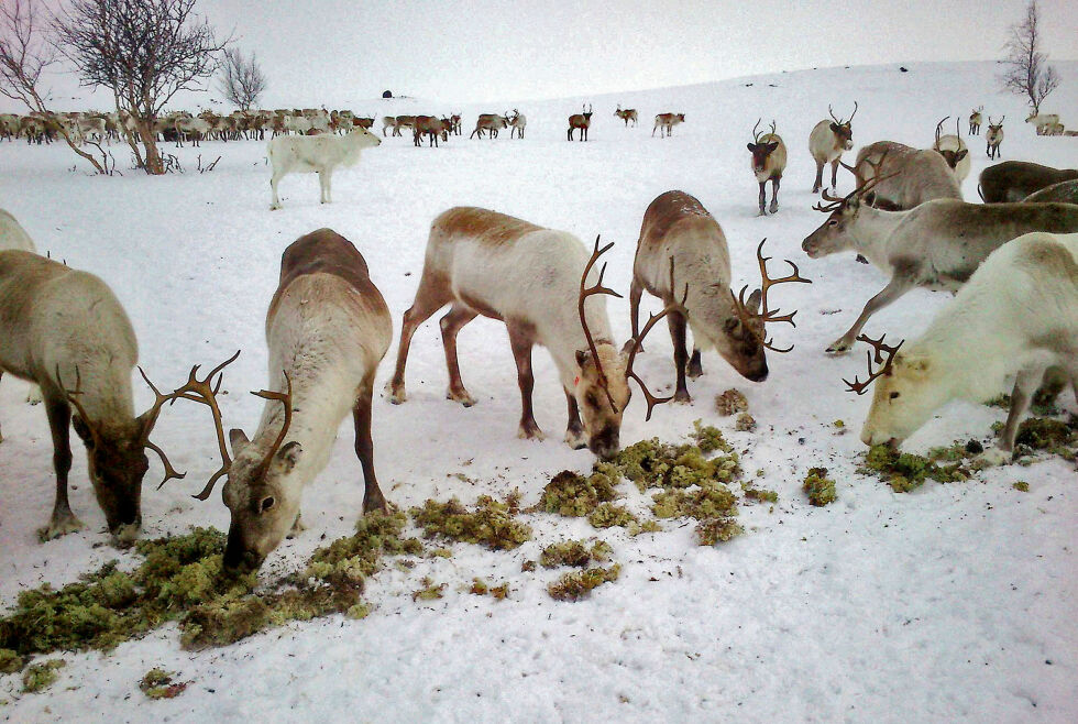 Reinen har store problemer med å finne næring etter at man flere steder har fått islagte beiteområder. Dette fører blant annet til at reineierne må kjøre ut mat til dyrene.
Illustrasjonsfoto
 Foto: Svein Morten Eilertsen, NIBIO