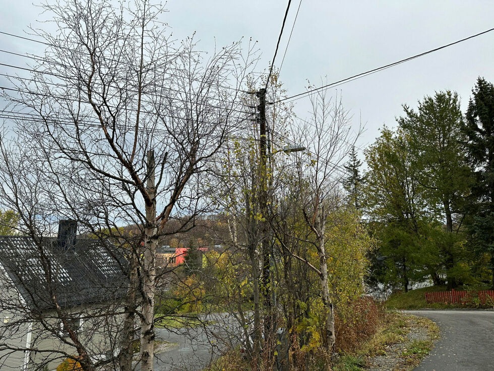 Trær hindrer lyset i å nå ned mot bakken i krysset Kristen Nygaards gate og Marcus Thranes gate i Kirkenes.
 Foto: Hallgeir Henriksen