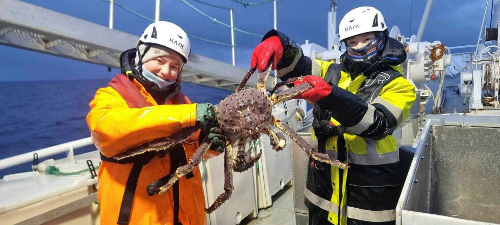 Her tar Malin Bakke (til høyre) og Andrea Elise Johannessen hånd om en kongekrabbe.
 Foto: Privat