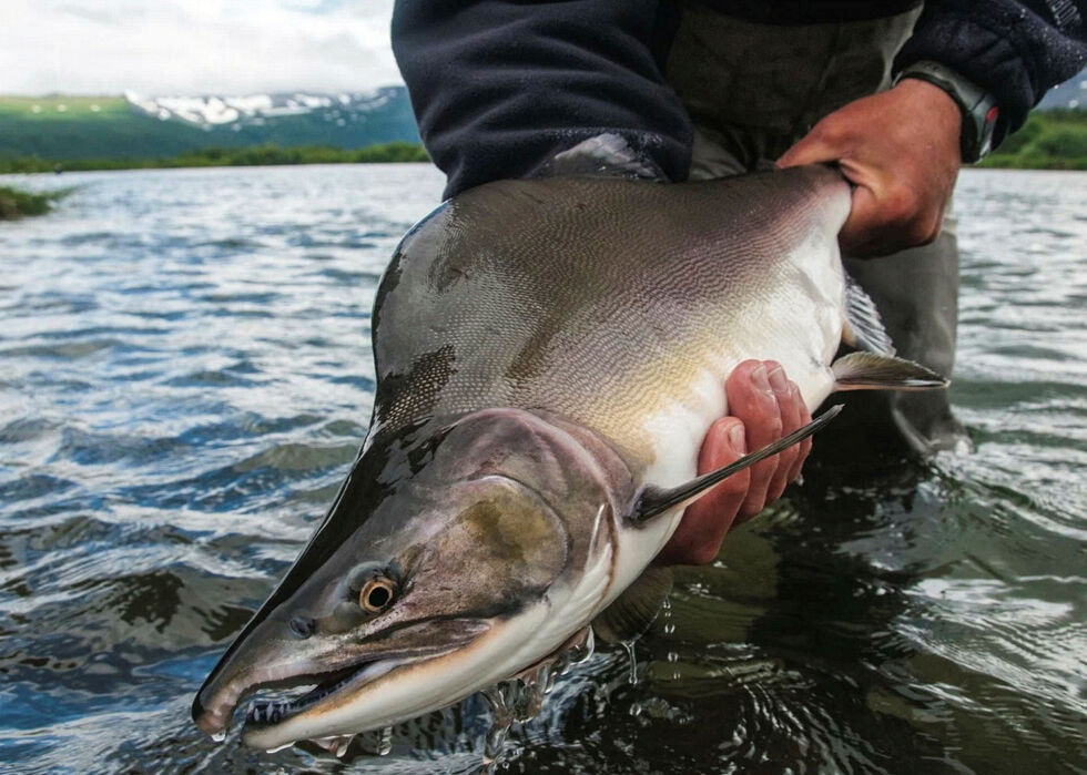 Den fryktede laksearten fra Stillehavet har fått mange navn. Vi kaller den russelaks, men russerne selv bruker navnet gorbusja. Det russiske ordet gorb betyr pukkel, derav oversettelsen pukkellaks, som er en karakteristisk betegnelse for laksearten. Ofte blir den omtalt som rosalaks for å skille den fra atlanterhavslaksen.
 Foto: nettstedet for russiske amatør