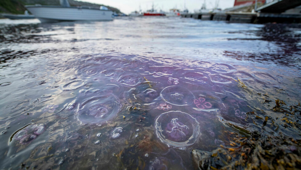 Store menger glassmaneter har samlet seg i Hamnbukt i Porsanger.
 Foto: Cecilie Bergan Stuedal