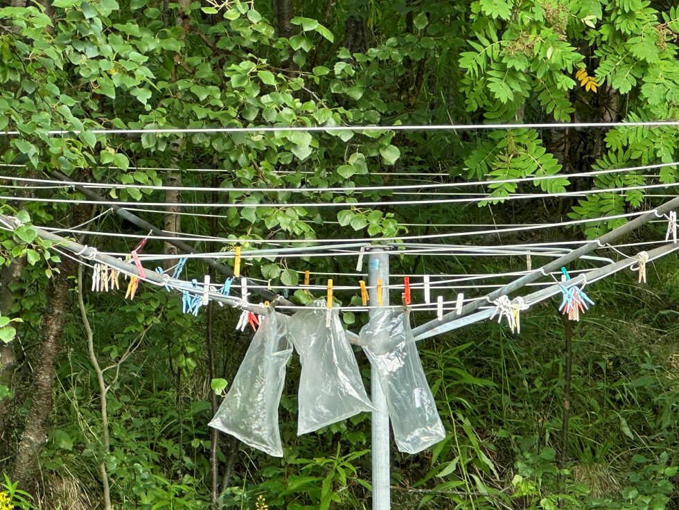 Plastposer til mat kan brukes flere ganger. Her ser vi posene til ei voksen dame på Hesseng. Posene tørker fort i sommervarmen og er klare for gjenbruk.
 Foto: Hallgeir Henriksen