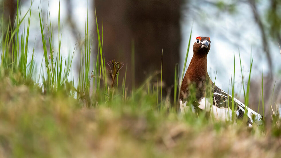 Mange opplever en nedgang i bestand av fugl og vilt i områder de ferdes, særlig der naturen er under hardt press.
 Foto: Cecilie Bergan Stuedal