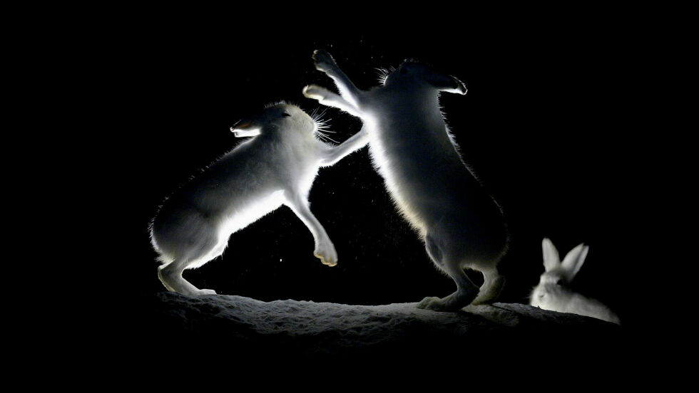 Når to harer gyver lys på hverandre ser en tredje sitt snitt til å snike til seg mat.
 Foto: Cecilie Bergan Stuedal