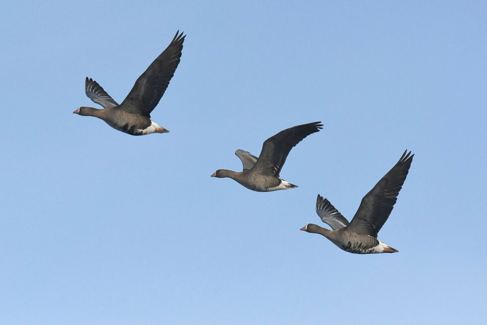 Den utrydningstruede dverggåsa hekker i Porsanger. Den vil bli berørt av den planlagte 420 kV-linja Skaidi-Adamselv.
 Foto: Ingar J. Øien, BirdLife  Norge